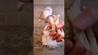 Вырастить грибы 🍄 на туалетной 🧻 бумаге 🚽- это очень просто! 😊😊 Growing mushrooms on toilet 🧻 paper
