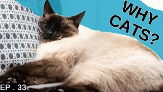 5 reasons to adopt a Siamese cat