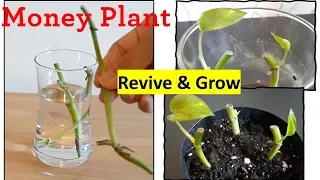 Revive and Grow Money Plant stem without leaf in water:: propagation ::스킨답서스 살리기