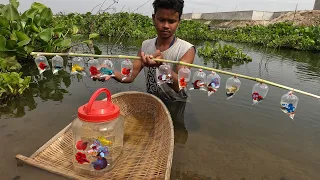 Today top amazing hunting betta| Caught all lovely and beautiful fighting betta fish