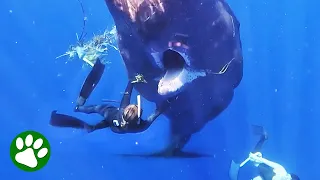 Woman uses her bare hands to save starving whale