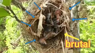 baby bird attacked by ant brutality due to clearing of agricultural land. bird eps 177