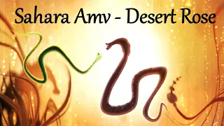 Sahara Amv - Desert Rose