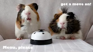 Guinea Pigs Go Gourmet: Hilarious Critiques of Popular Snacks!