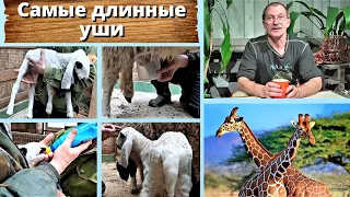 Самые длинные уши и почему у жирафа такая шея?