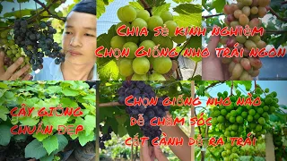 Chia sẻ kinh nghiệm chọn giống nho dễ chăm sóc, giống nho trái ngon, chọn cây giống chuẩn đẹp