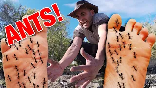 STUNG by 500 Fire Ants + Bullet Ant Sting! (ULTIMATE ANT STING)