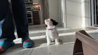 January Storm Litter Has Their First Loose Leash Walking Lesson!