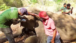 Elephant suffering from Acute Oral Infection given a timely treatment by the veterinarians