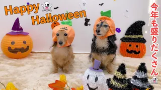 【ダックスフンド】ハロウィン☆愛犬たちの仮装コスプレショー！！～2023年バージョン～