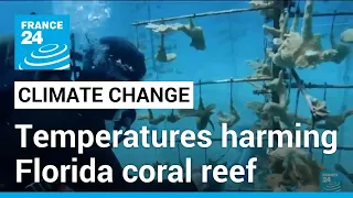 Climate change: High ocean temperatures harming Florida coral reef • FRANCE 24 English