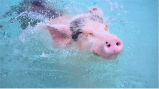 6 Reasons You Need to Visit Pig Island