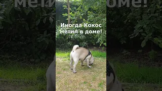 Четвёртая причина КАСТРАЦИИ !!!