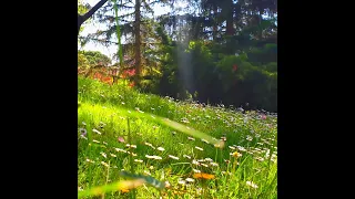 Healing Nature Meditation 🌳 GARDEN AMBIENCE 🌿 Lovely Spring Sunny Day