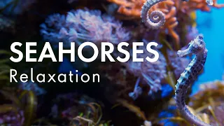 Seahorses Relaxation