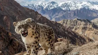 Why are Snow Leopards 🐆 called Ghost of the Mountains 🏔️