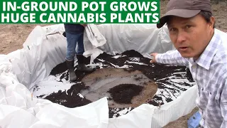 How to Build an In-Ground Pot to Grow Huge Cannabis Plants