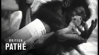 Baby Chimpanzee (1967)