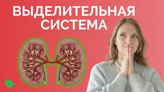 Выделительная система | ЕГЭ 2023