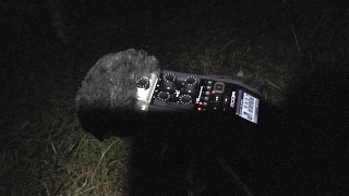 Strange sounds and pictures recorded at Harwood Forest in Northumberland