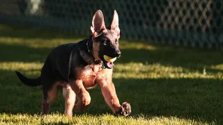 Commander, New First Dog, Joins White House