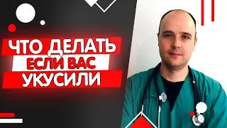 Укусила собака (кошка) как не заболеть бешенством