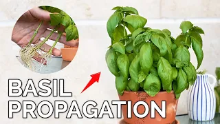 How to Grow Basil from a Cutting | Complete Guide