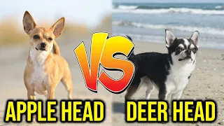 Apple Vs Deer Head Chihuahuas Major Differences/ Amazing Dogs