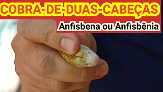 Anfisbena ou cobra-de-duas-cabeças - Animal Fantástico