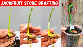 Stone grafting on Jackfruit tree | how to graft jackfruit tree #grafting