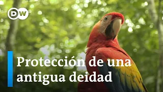 La guacamaya roja, reina del Valle de Copán