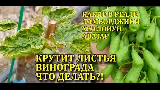 КРУТИТ ЛИСТЬЯ НА ВИНОГРАДЕ - ЧТО ДЕЛАТЬ?! КАКИЕ В РЕАЛЕ ЛАМБОРДЖИНИ, ХЕЛЛОУИН, АВАТАР КИШМИШ?!