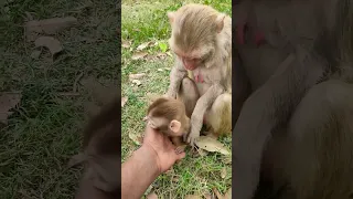 Monkey mother's true love for her cute baby 🍼 06#baby #monkey #mother