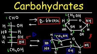 Carbohydrates - Haworth & Fischer Projections With Chair Conformations