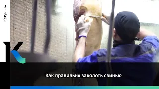 Как правильно заколоть свинью