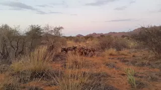 Wild dogs catch 2 warthogs in same sighting