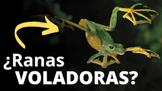 Las ranas hacen mucho más que cantar y dar brincos