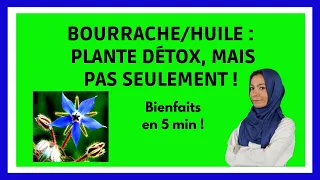 BOURRACHE : bienfaits, infusion, huile, toxicité, plante détox, infos en 5 min !