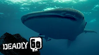 World's Biggest Shark Has GIANT Mouth | Deadly 60 | BBC Earth Kids