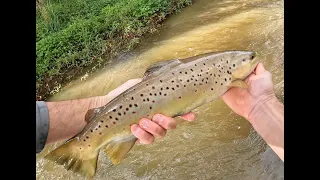 Late Season Big Browns on Fly #30