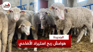 مستورد يكشف هوامش الربح في استيراد الأضاحي.. وزبون يشيد بجودة لحوم أغنام المارينوس الإسبانية