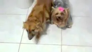 CACHORRO DEDURA O OUTRO NA MAIOR CARA DE PAU - MUITO ENGRAÇADO