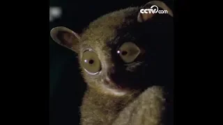 Philippine tarsier: World's second-smallest primate | CCTV English