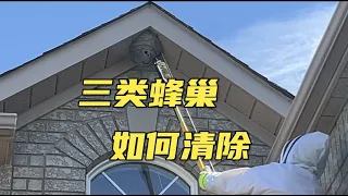 房屋周围的三类蜂巢，如何清除？