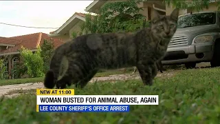 Buckingham woman arrested for animal cruelty after dozens of cats found roaming yard