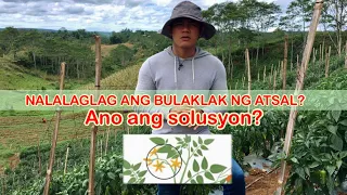 Paano maiiwasan na malaglag ang bulaklak ng Atsal?#atsal #atsalfarming#vegetablegarden