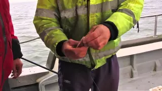 The 'Secret' Cod Fishing Bait - Whitby Cart!