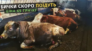 Бички скоро поїдуть. Ціна на молодняк 65 грнкг. Шабаям здавати небуду. Як правильно заміряти бичків