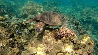 West Maui, Honolua Bay big surprise at the end