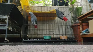 Tamed African Grey Parrot talking, whistling, mimicking different types of sound. exotic birds.